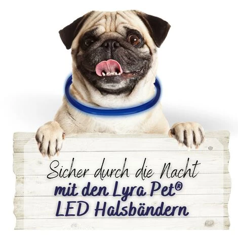 1 Stk. Lyra Pet® LED Halsband 70 Cm Blau 3 1 Stk. Lyra Pet® LED Halsband 70 Cm Blau – Bild 3