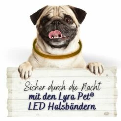 1 Stk. Lyra Pet® LED Halsband 70 Cm Orange -Hundefutter Onlineshop 28554174 3