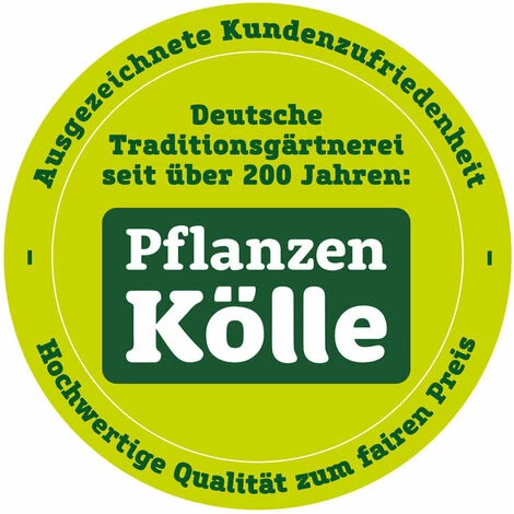 KÖLLE'S BESTE! Kölle's Beste Hundesnack Kopfhautstangen, 75 Cm 2 KÖLLE'S BESTE! Kölle's Beste Hundesnack Kopfhautstangen, 75 Cm – Bild 2