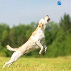 1 Stk. Lyra Pet® Ballschleuder Für Hunde Spielzeug -Hundefutter Onlineshop 30897692 3