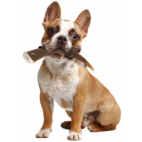 ZOLUX Hartes Hirschgeweih, Ca. 15 Cm, Für Hunde Unter 15 Kg. 2 ZOLUX Hartes Hirschgeweih, Ca. 15 Cm, Für Hunde Unter 15 Kg. – Bild 2