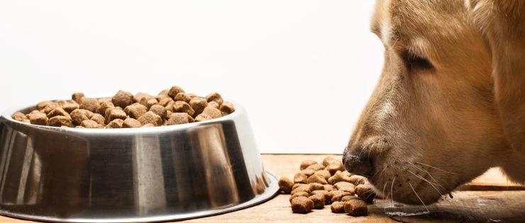 Hundefutter Onlineshop 10 Hundefutter Onlineshop -Hundefutter Onlineshop 1 1